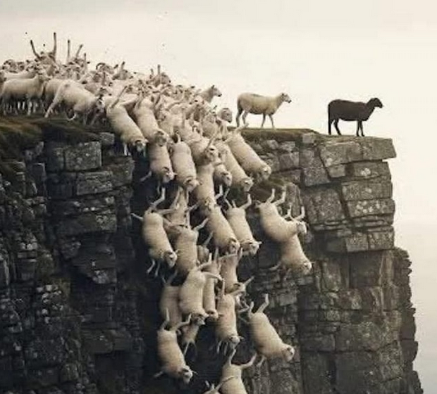 The Black Sheep's Guide to Thriving